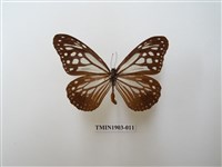 藏品(斯氏絹斑蝶)的圖片